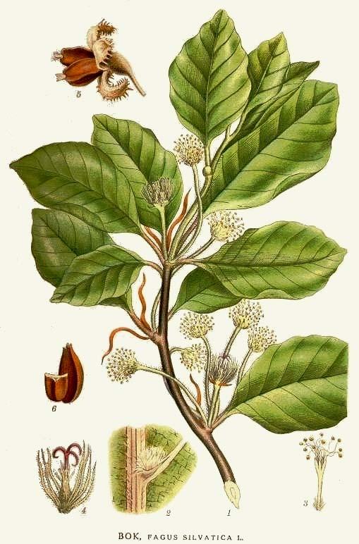 Fagaceae -bukovité jednodomé