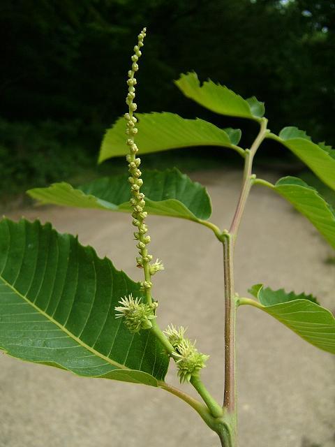 Kaštanovník jedlý (Castanea sativa)