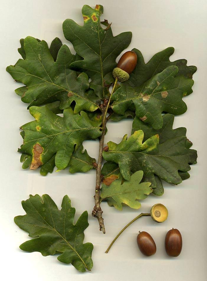 Dub letní (Quercus robur) a d.