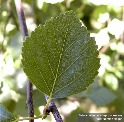 glutinosa Corylus