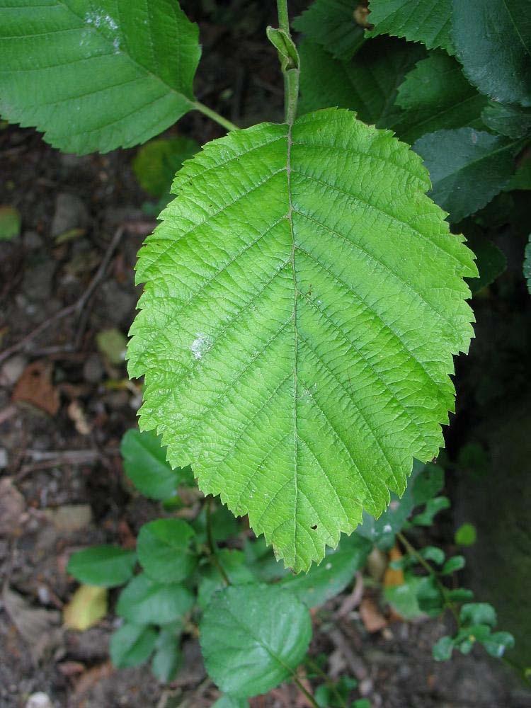 olše šedá (Alnus