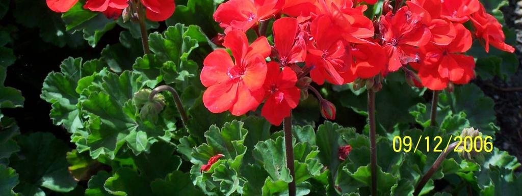 pelargónie (Pelargonium