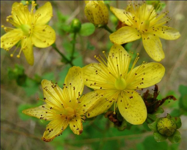 (Euphorbiaceae) violkovité (Violaceae)
