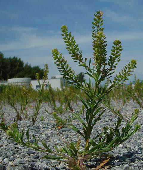 draba), řeřicha