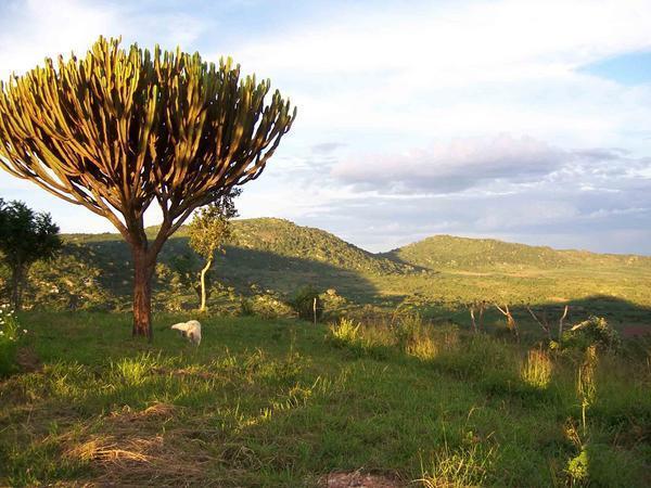 Euphorbiaceae Byliny, mimo naše území často i