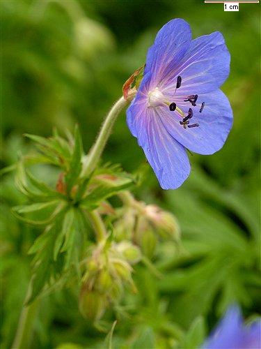 řád Geraniales zahrnuje jedinou čeleď: kakostovité (Geraniaceae) Převážně byliny s