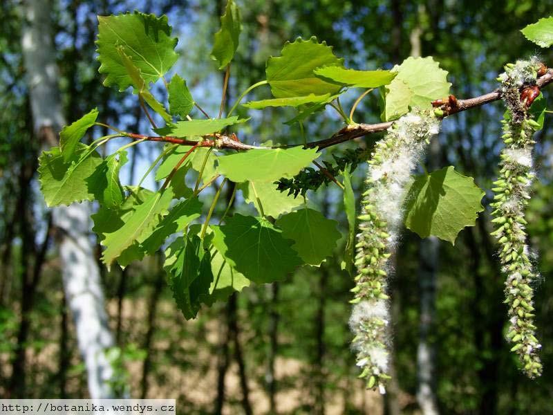 (Populus