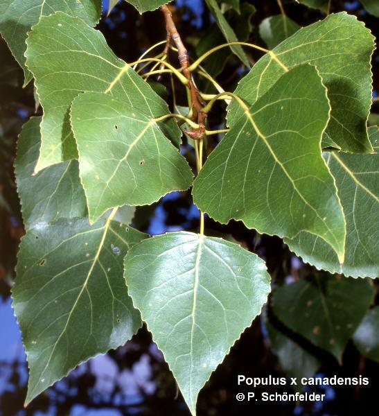 topol černý (Populus