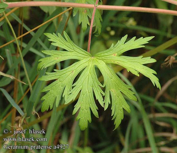 U kakostu (Geranium) listy