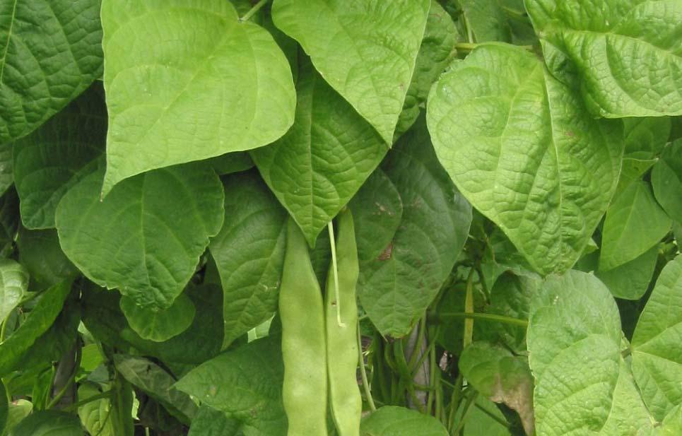 (Phaseolus vulgaris)