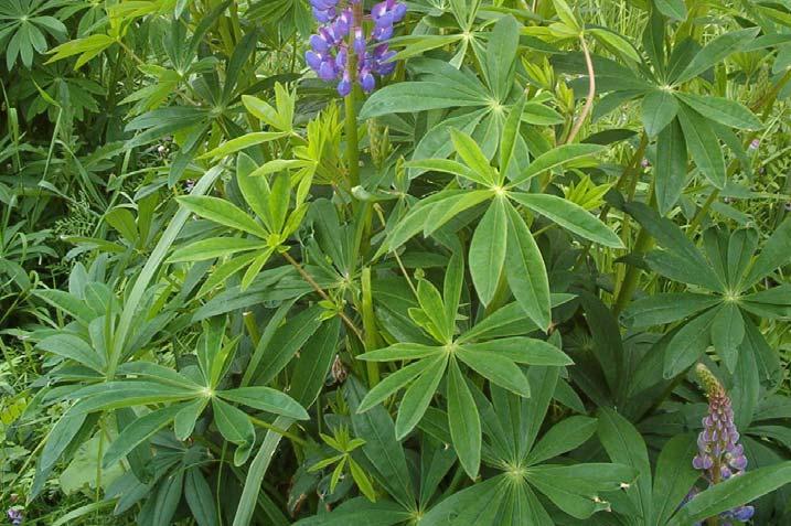 mnoholistý (Lupinus polyphyllus) s