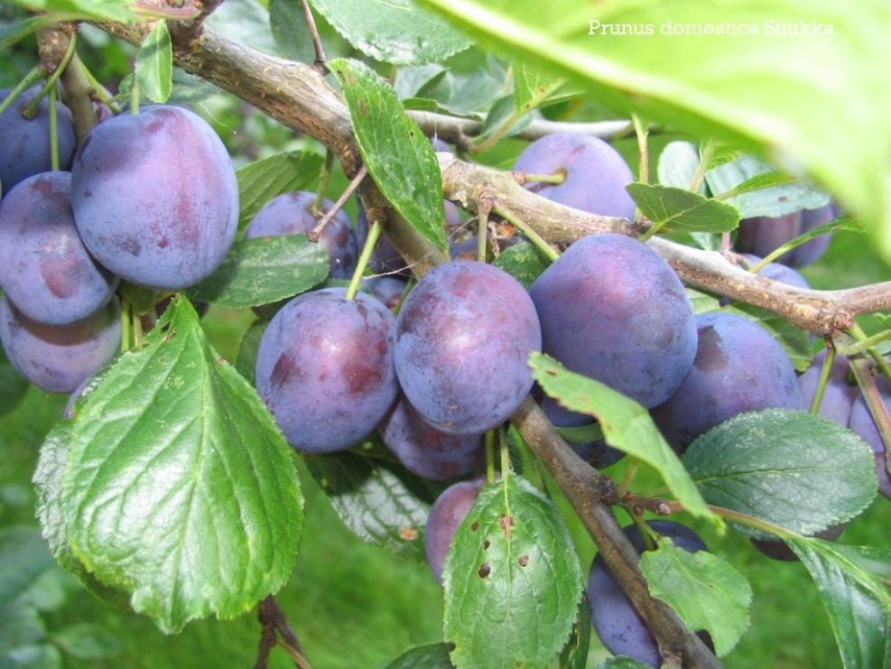 švestka (Prunus