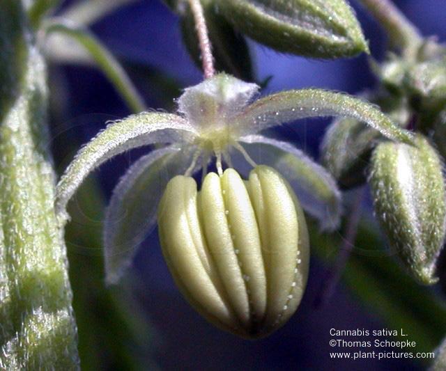 čel. Cannabaceae - konopovité drsně chlupaté dvoudomé byliny či