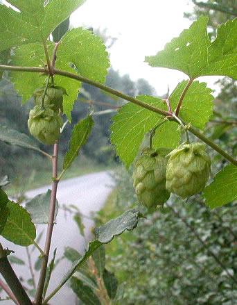 Chmel otáčivý (Humulus lupulus), jako liána je původní např. v lužních lesích. V chmelnicích se pěstují jen samičí rostliny.