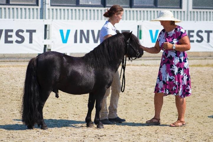 kolo Moravského Show Pony Šampionátu ve speciálních výstavních třídách, které byly velmi dobře obsazeny.