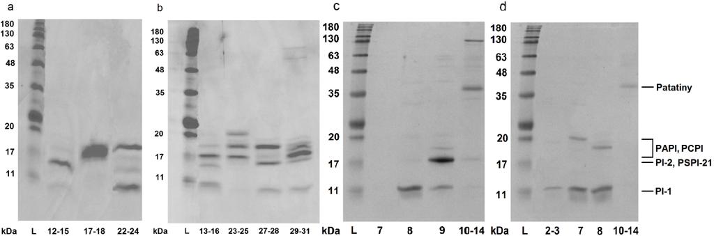 iontovým měničem UNO S6 (obr. 2) došlo k rozdělení bazických inhibitorů proteas (frakce B ) do tří až čtyř samostatných frakcí.