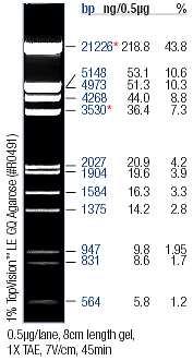 A B C D SM 1 2 3 4 5 Obr. 4 Výsledek elektroforézy po PCR amplifikaci A-D...fragment ATP (AphidCO2f1/AphidCO3rev) SM... Lambda DNA/EcoRI+HindIII Marker 2-5...fragment COI (LCO1490/HCO2198) 1.