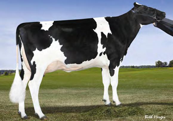 TJR DIESEL NXB-174 MCCUTCHEN x SUPER x BAXTER DE-SU BKM MCCUTCHEN 1174 MORNINGVIEW SUPER DEANN 02-03 305 11 989 3.8% 450 3.