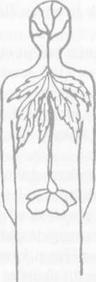 Obrázek 20 Vztah utvářejících sil rostliny ke stejným silám člověka Nastan-li opačný případ, kdy látková výměna proniká nahoru do smyslově nervové soustavy, pak je člověk také nemocný.