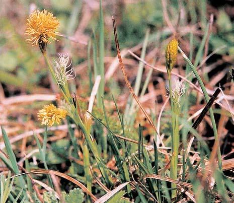 Viniãné umice m V mûra: 0, ha Vyhlá eno: 979 Teplomilná stepní spoleãenstva na skalách z kulmského slepence s chránûn mi druhy rostlin. GEOLOGIE Skalní podloïí tvofií slepence moravskoslezského kulmu.