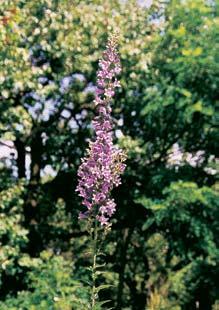 0-45 pro_uzemi_m.4.008 4:00 Stránka 5 nus cathartica). Skalník celokrajn (Cotoneaster integerrimus) tu roste jen ojedinûle. Charakteristické jsou pûsobivé osamocené ko até borovice lesní.