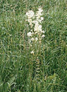 V porostech dominuje dub zimní s pfiímûsí habru obecného, jefiábu bfieku, pfiípadnû i buku lesního (Fagus sylvatica), ve skalnat ch partiích i borovice lesní.