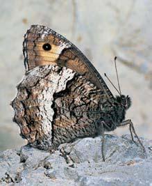 Z dal ích stromû se uplatàuje habr obecn, javor mléã, lípa malolistá (Tilia cordata) nebo dub zimní. Na vápencov ch skalách roste hojnûji skalník celokrajn.