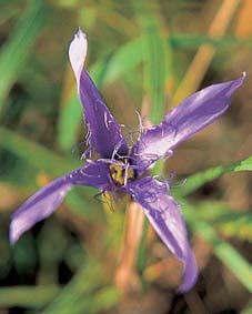Lindu ka lesní (Anthus trivialis) je na í nejbûïnûj í lindu kou. 4 Vápencová step s xerotermní vegetací. vyvinuté krapy. Vrch Dálka (45,0 m 
