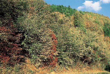 skalnat ch svazích s typick m bylinn m podrostem. V povodí Svratky se jedná o nejzaz í rozsáhlej í segment dubohabrov ch hájû (Carpinion) vysunut do nitra âeskomoravské vrchoviny. pásech S J smûru.