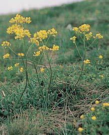 (Thymus praecox), ãesnek Ïlut (Allium flavum), hlaváã edav (Scabiosa canescens), silenka u nice (Silene otites), ãernohlávek velkokvût (Prunella grandiflora), bûlozáfika vûtvitá (Anthericum ramosum),