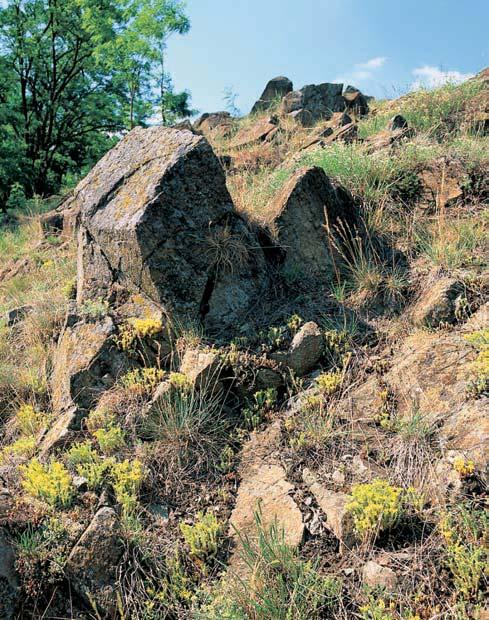Nad 6 70 m V mûra:, ha Vyhlá eno: 979 Prudké hadcové svahy s ãetn mi skalkami, porosty teplomiln ch stepních spoleãenstev a roztrou- en mi dfievinami. svahem se nacházejí tûrky fiíãní terasy Jihlavy.