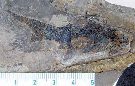 GEOLOGIE DÛleÏitá paleontologická lokalita s doklady permokarbonské flóry a fauny Boskovické brázdy byla známa jiï Dion zu túrovi v polovinû 9. století.