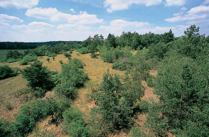 0-45 pro_uzemi_m.4.008 :59 Stránka 04 Brnûnsko 4 GEOLOGIE Skalní podlo- Ïí tvofií granulity s granátem a biotitem. V rezervaci najdeme ãetné drobné opu tûné jámové lûmky.
