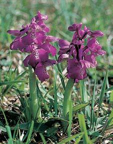 V nízkostébeln ch trávnících roste kdysi hojn, dnes silnû ustupující vstavaã obecn (Orchis morio). Mezi dfievinami za kvûtu vynikají bílé kvûty hru nû plané (Pyrus pyraster).