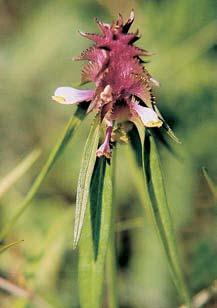 0-45 pro_uzemi_m.4.008 4:0 Stránka 4 4 t kfiehk (Saxifraga rosacea subsp. sponhemica).