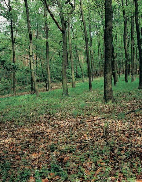 0-45 pro_uzemi_m.4.008 :59 Stránka 06 Brnûnsko GEOLOGIE Skalní podlo- Ïí vût inou tvofií metabazalty brnûnského masivu.
