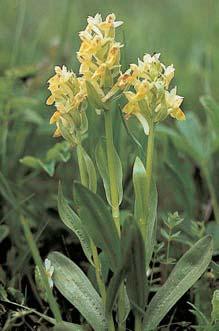 sambucina). Len Ïlut (Linum flavum) je zafiazen mezi silnû ohroïené druhy v âerveném seznamu na í kvûteny. Dubohabrov porost se zbytky lesostepní vegetace.