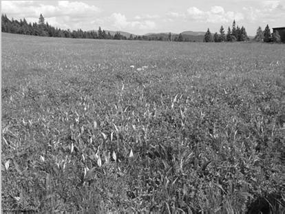 2 Horské trojštětové louky Natura 2000 6520 Mountain hay meadows Středně vysoké louky s dominantními travami (Agrostis capillaris, Anthoxanthum odoratum,