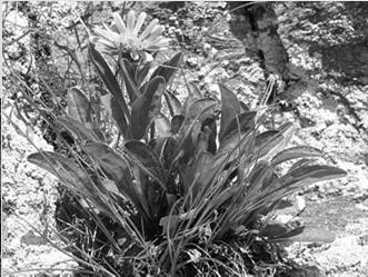 Asplenium cuneifolium-sleziník hadcový Aster alpinus-hvězdnice alpská Calamagrostis varia-třtina pestrá Cortusa