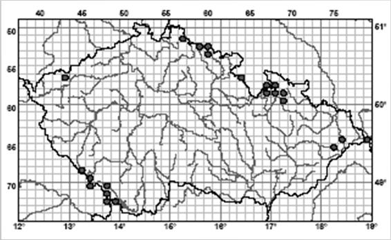 - Bylinné patro zastíněné, ve srovnání s jinými typy smrčin druhově bohaté, dominuje Athyrium distentifolium + vysoké subalpínské byliny (Adenostyles alliariae, Cicerbita alpina, Rumex alpestris,