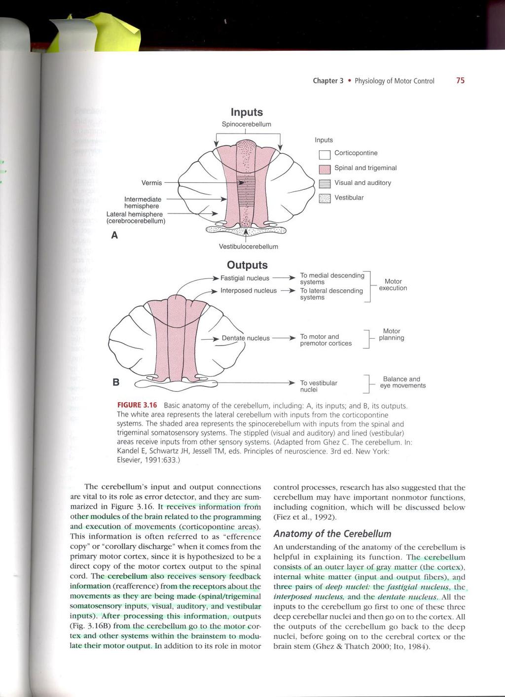 Obrázek č. 2 Anatomické členění mozečku s jeho vstupy a výstupy (Shumway- Cook, Woollacott, 2007, s.