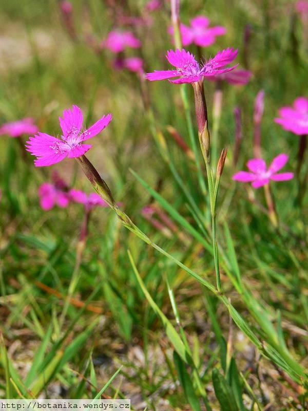 Arenaria serpyllifolia (písečnice