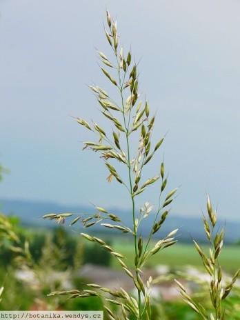 Poaceae (lipnicovité)