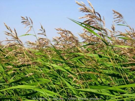 červená) Phragmites