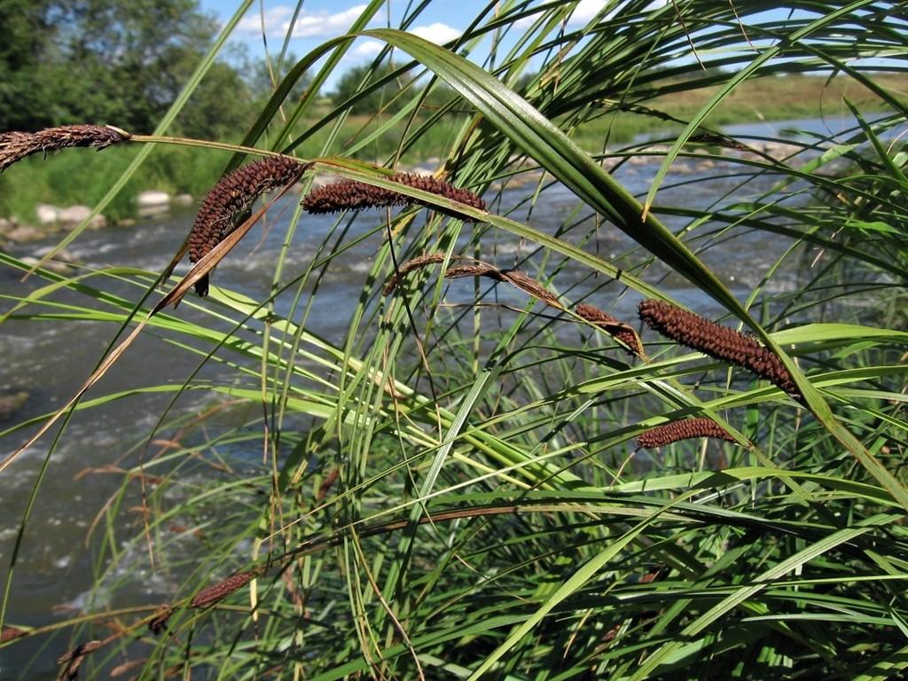 Cyperaceae - šáchorovité Oddělení: Angiospermae (Magnoliophyta)