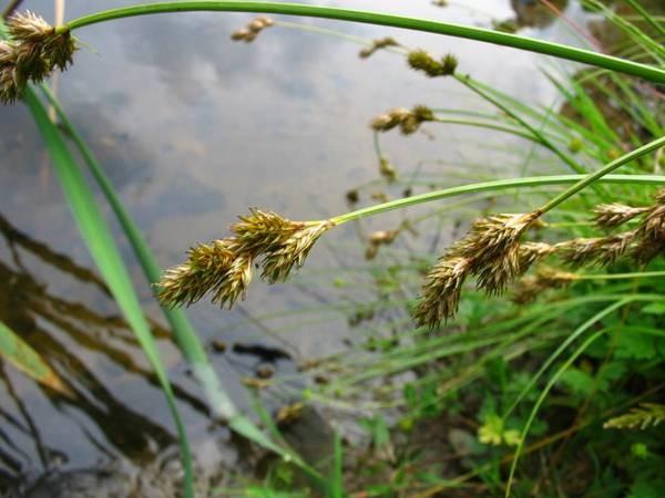 Cyperaceae - šáchorovité