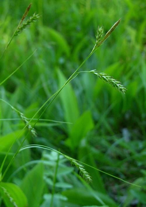 zaječí) Carex sylvatica