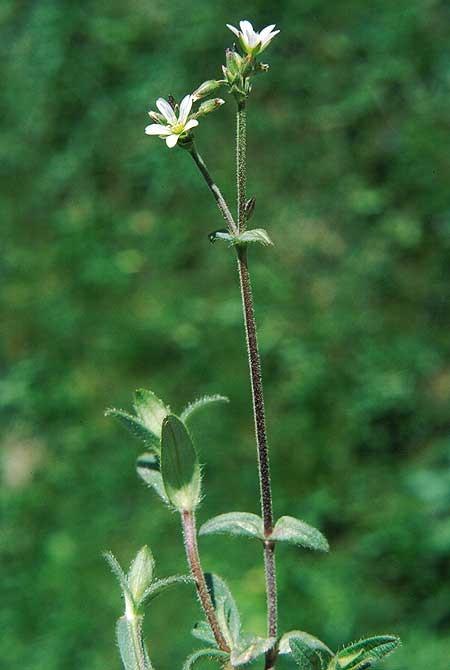 4-5četné Květní obaly: K srostlý nebo volný, C vždy volná Tyčinky: obvykle ve dvou kruzích v počtu květních částí Cerastium holosteoides Vstřícné listy