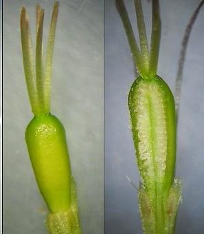 Tyčinky: obvykle ve dvou kruzích v počtu květních částí Gyneceum: semeník svrchní,