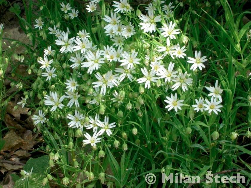 Dianthus superbus http://botanika.bf.jcu.